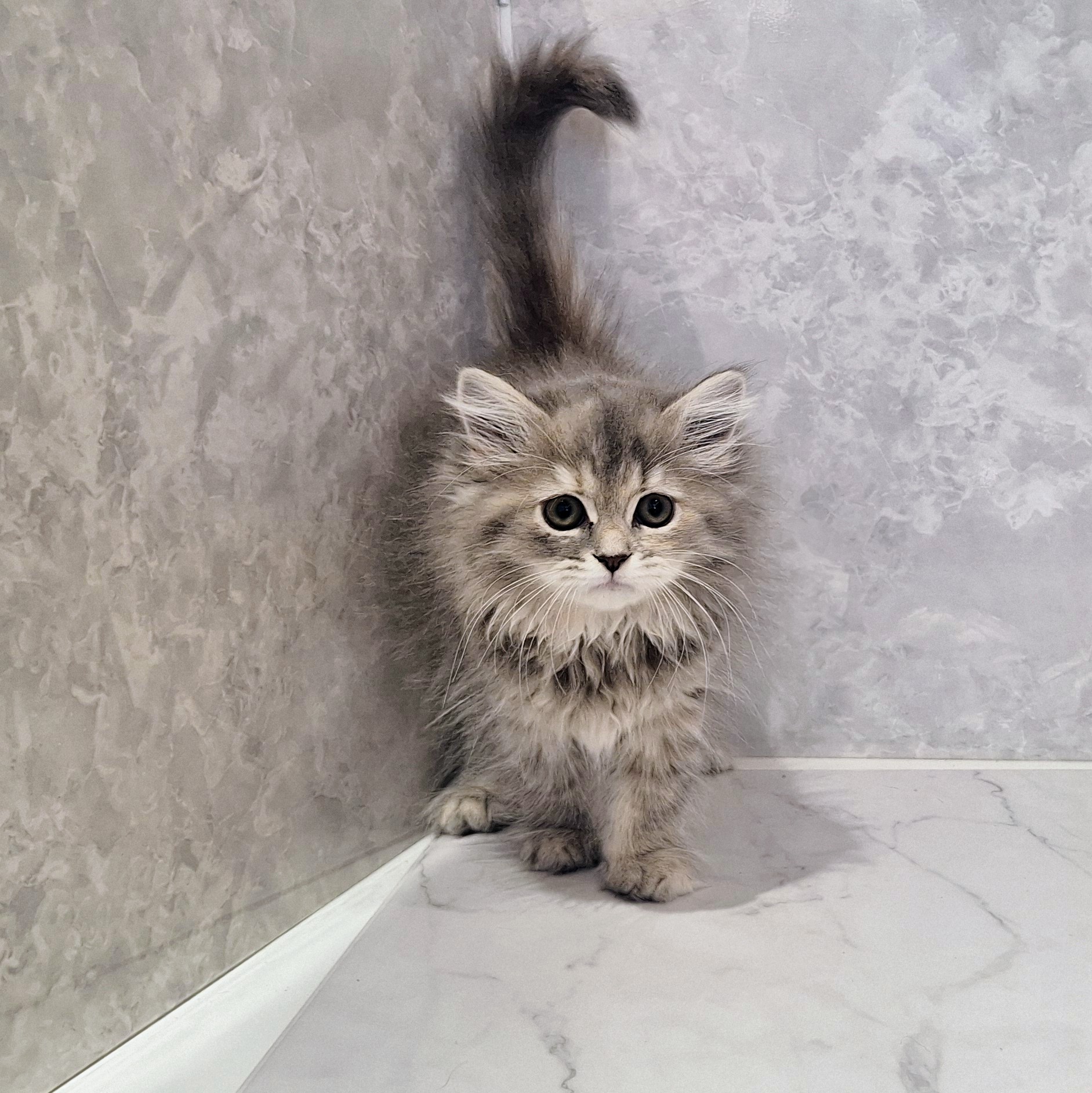 福岡県のラガマフィン (犬の家＆猫の里くりえいと宗像店/2026年1月25日生まれ/女の子/ブルータビー)の子猫の4枚目の画像