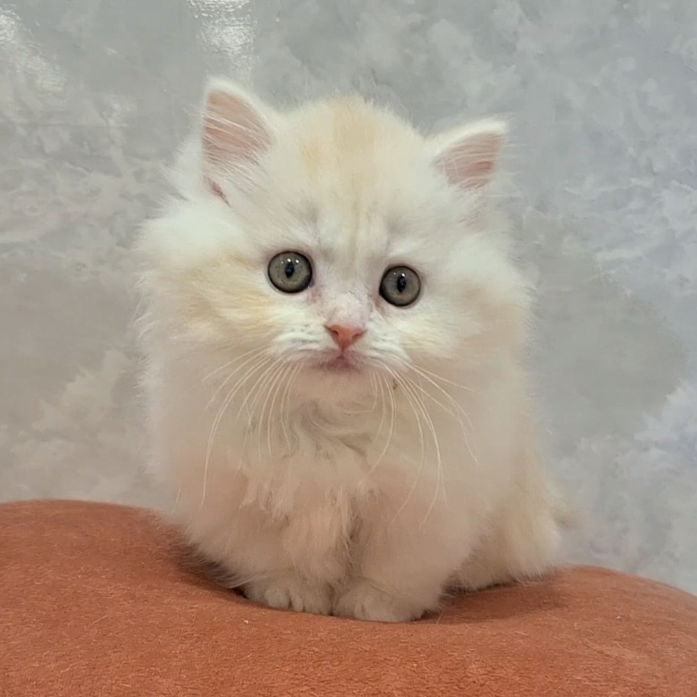 福岡県のマンチカン (犬の家＆猫の里くりえいと宗像店/2026年2月10日生まれ/女の子/クリームタビーホワイト)の子猫の1枚目の画像