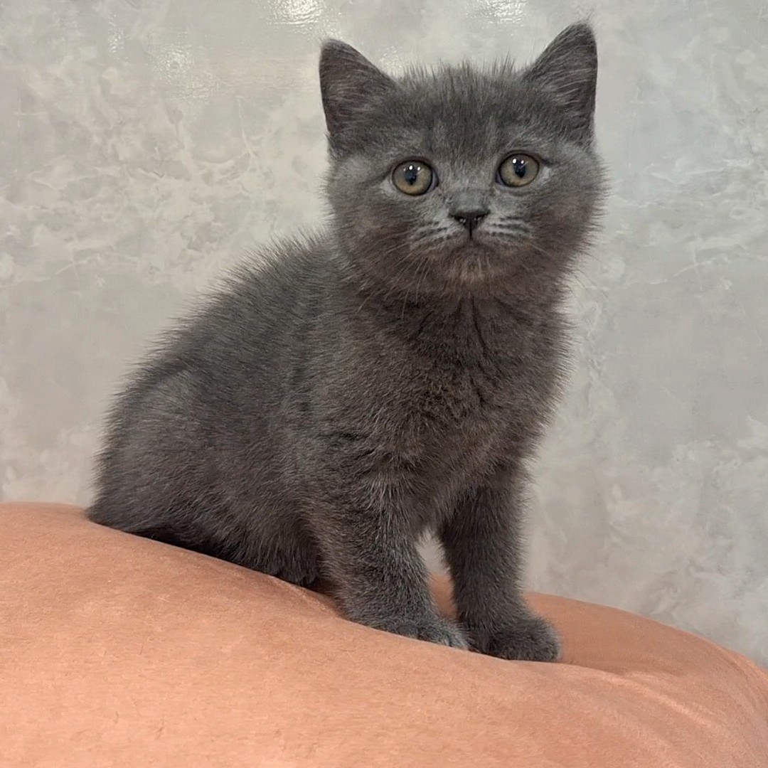 福岡県のブリティッシュショートヘアー (犬の家＆猫の里くりえいと宗像店/2026年2月10日生まれ/男の子/ブルー)の子猫の4枚目の画像