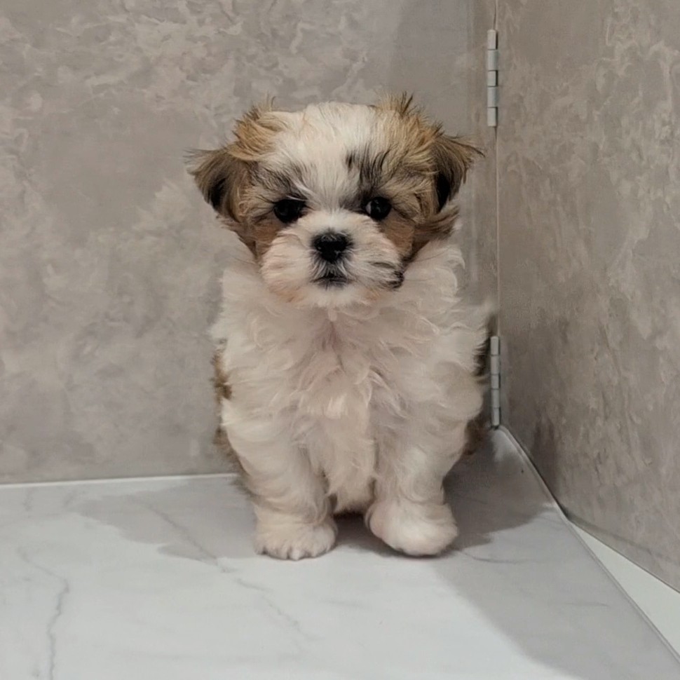 福岡県のマルズー/マルシーズ(マルチーズ×シーズー) (犬の家＆猫の里くりえいと宗像店/2026年2月4日生まれ/男の子/ホワイトゴールド)の子犬の4枚目の画像
