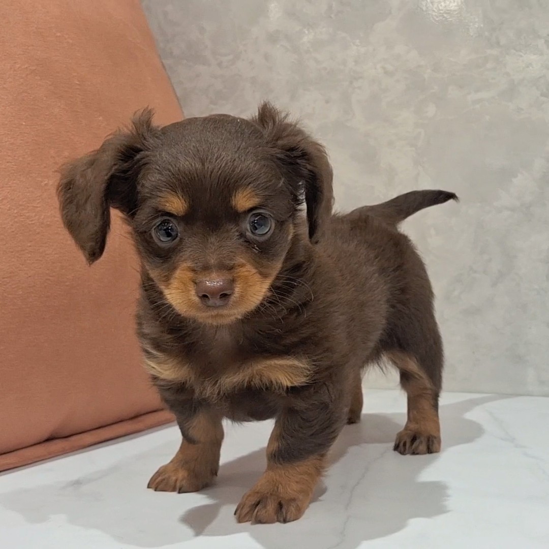 福岡県のチワックス(チワワ×ダックス) (犬の家＆猫の里くりえいと宗像店/2026年2月9日生まれ/男の子/チョコレートタン)の子犬の4枚目の画像