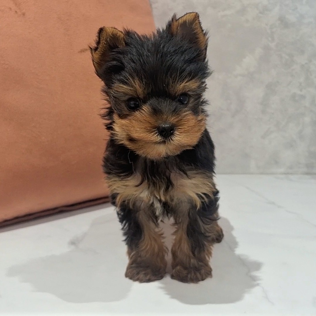 福岡県のヨークシャーテリア (犬の家＆猫の里くりえいと宗像店/2026年2月8日生まれ/男の子/スチールブルータン)の子犬の4枚目の画像