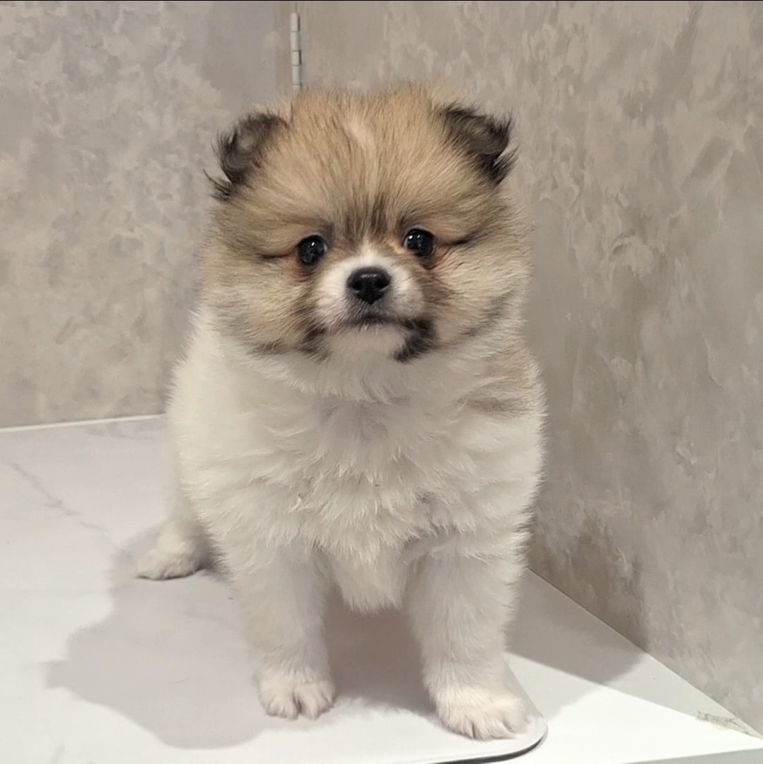 福岡県のポメチワ/チワポメ/ポメチー(ポメラニアン×チワワ) (犬の家＆猫の里くりえいと宗像店/2026年2月7日生まれ/男の子/パーティーカラー)の子犬の4枚目の画像