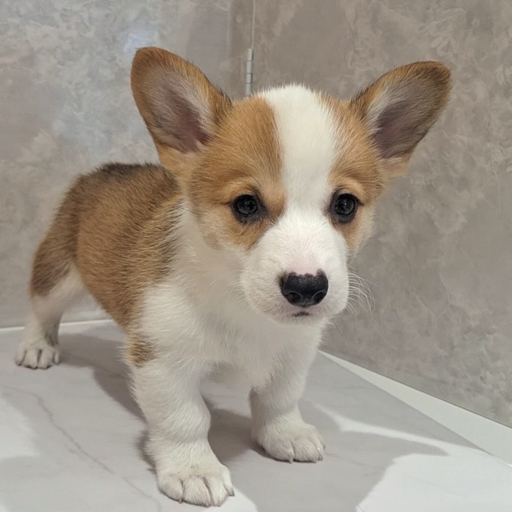 福岡県のウェルシュコーギーペンブローク (犬の家＆猫の里くりえいと宗像店/2026年2月8日生まれ/男の子/レッドホワイト)の子犬の4枚目の画像