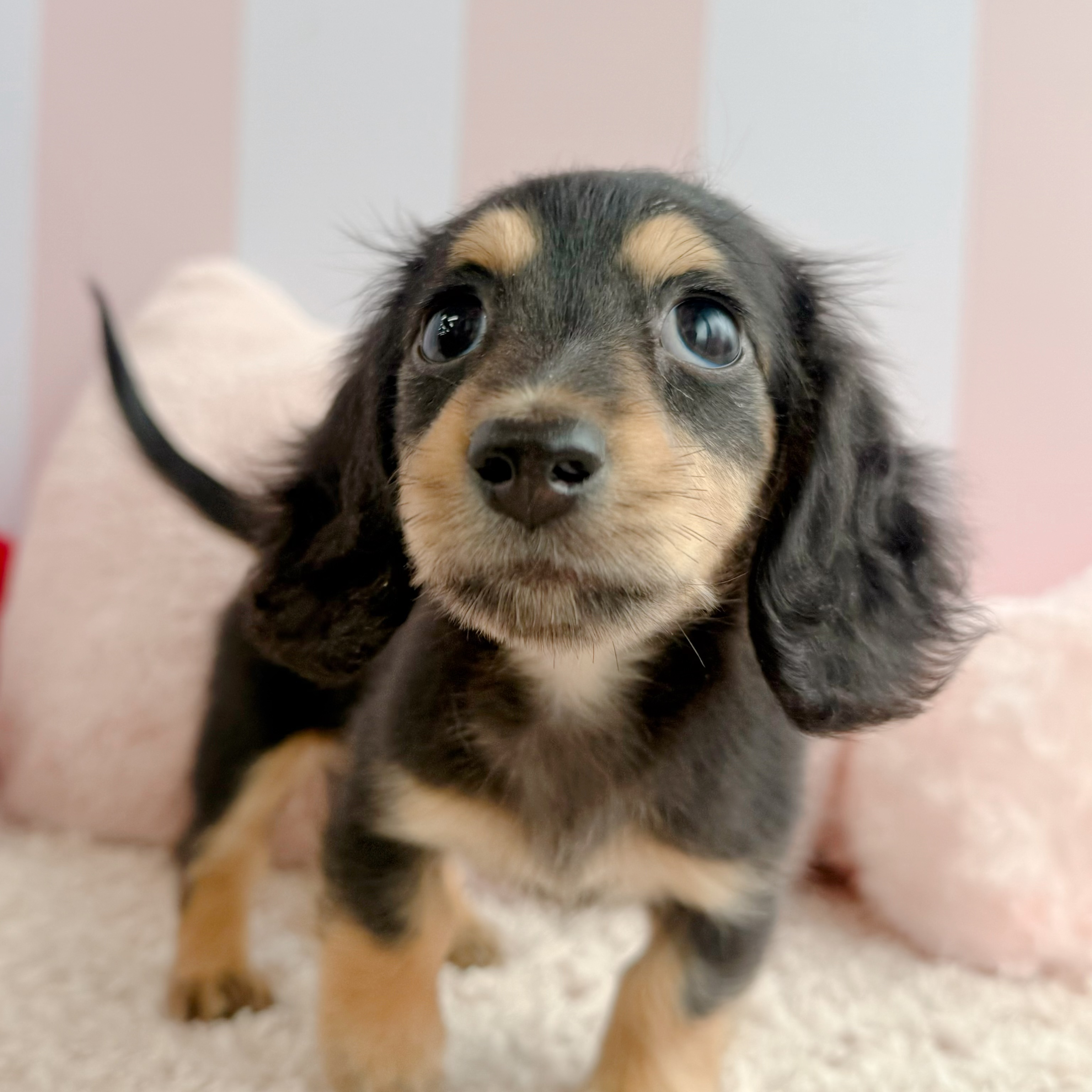 岡山県のミニチュアダックスフンド(ロング) (犬の家＆猫の里倉敷中庄店/2026年3月21日生まれ/女の子/ブラックタン)の子犬の4枚目の画像