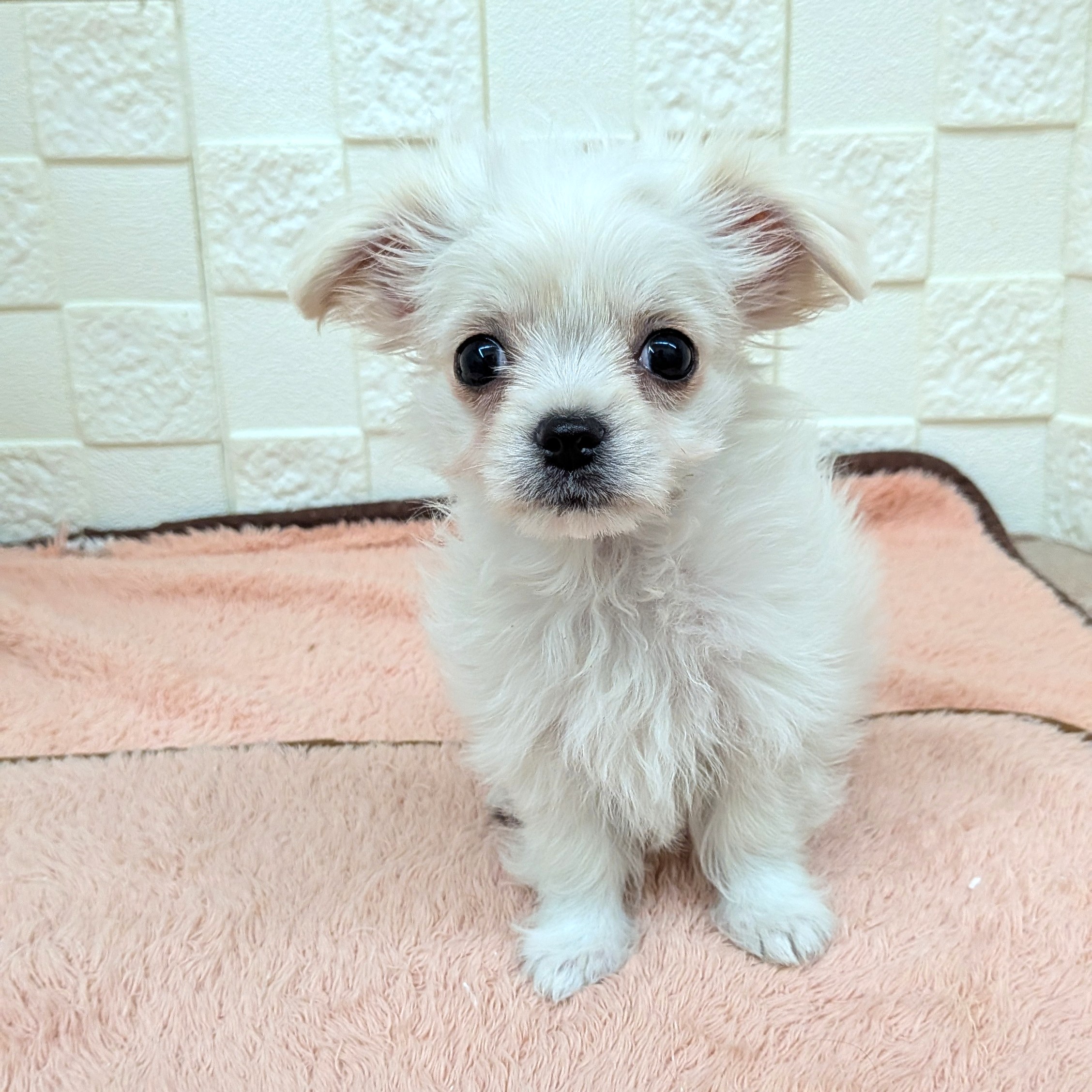 愛知県のチワマル/マルチワ(チワワ×マルチーズ) (犬の家＆猫の里碧南店/2025年10月20日生まれ/男の子/クリームホワイト)の子犬の4枚目の画像