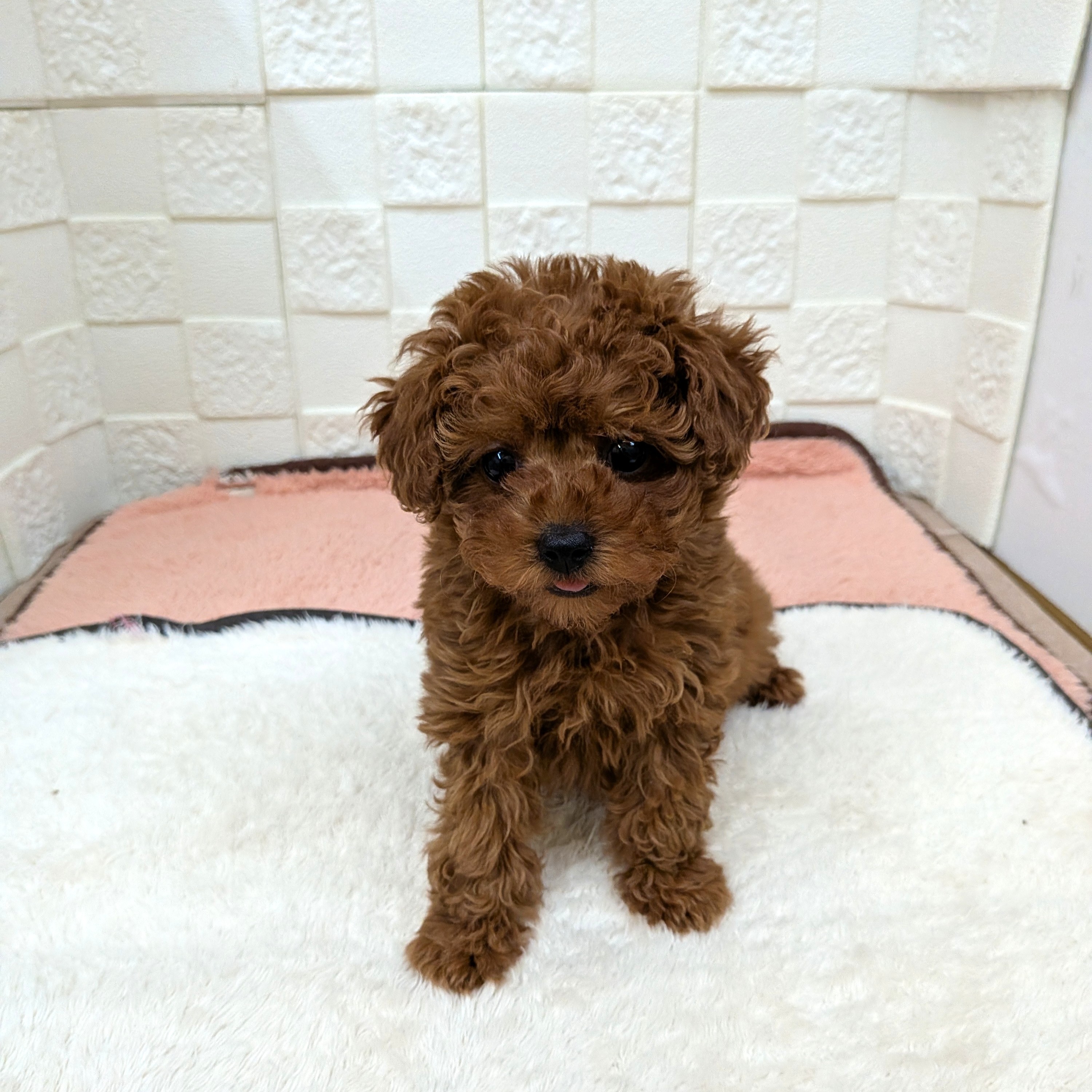 愛知県のトイプードル(トイ) (犬の家＆猫の里碧南店/2025年10月29日生まれ/女の子/レッドフォーン)の子犬の4枚目の画像