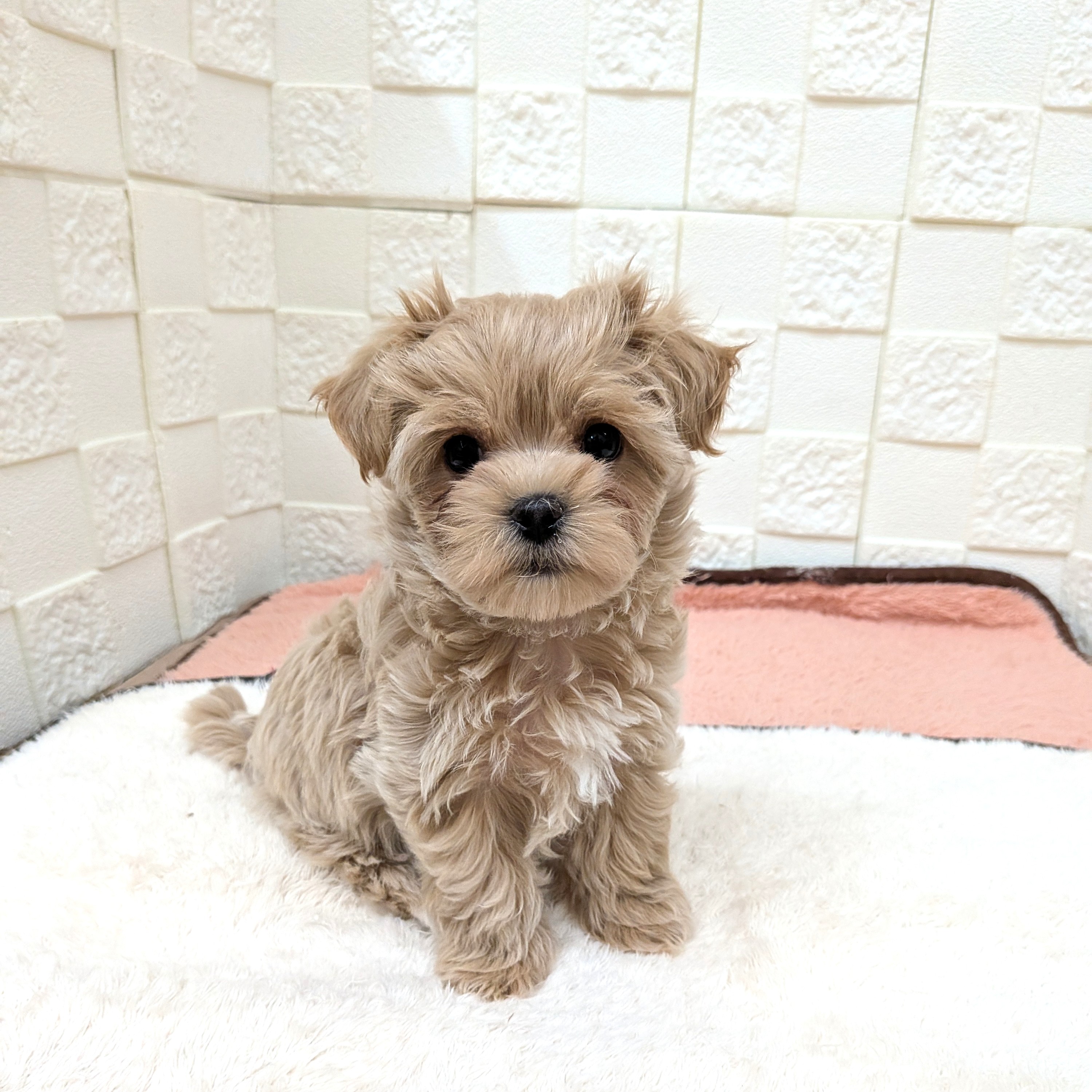 愛知県のマルプー(マルチーズ×プードル) (犬の家＆猫の里碧南店/2025年10月28日生まれ/女の子/アプリコット)の子犬の4枚目の画像