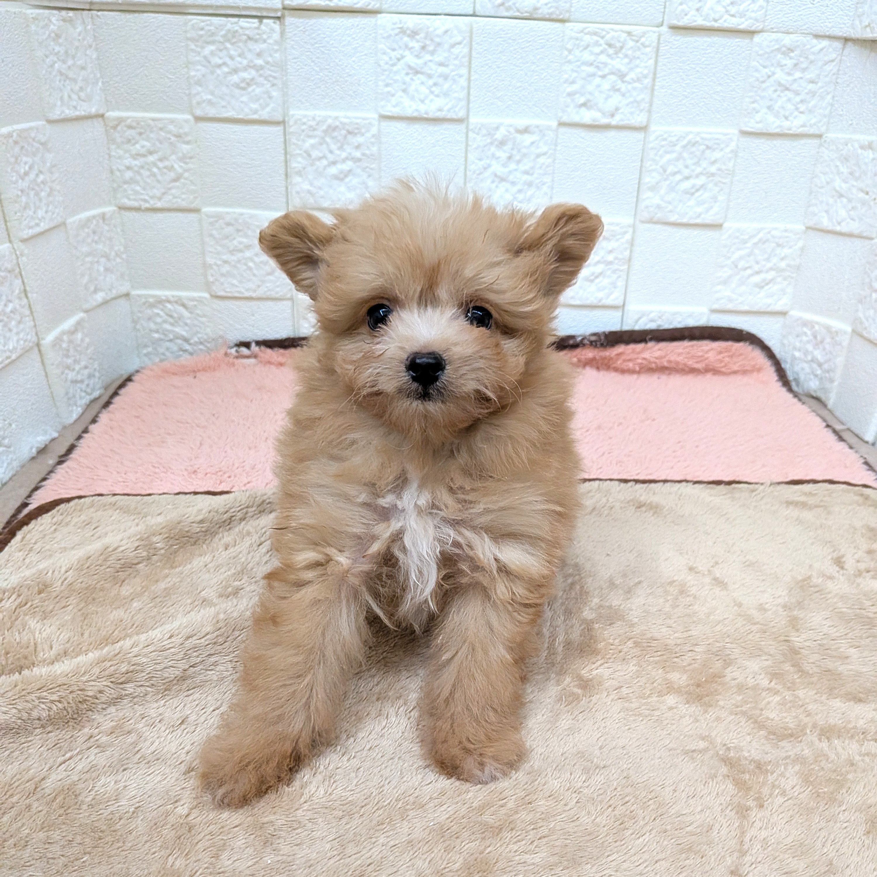 愛知県のポメプー(ポメラニアン×プードル) (犬の家＆猫の里碧南店/2025年10月28日生まれ/男の子/アプリコット)の子犬の1枚目の画像