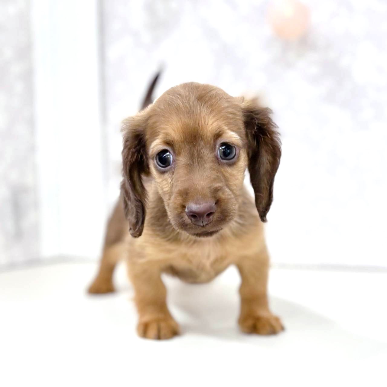 富山県のミニチュアダックスフンド(ロング) (犬の家＆猫の里アミーゴ高岡蓮花寺店/2025年12月22日生まれ/女の子/チョコレートタン)の子犬の4枚目の画像