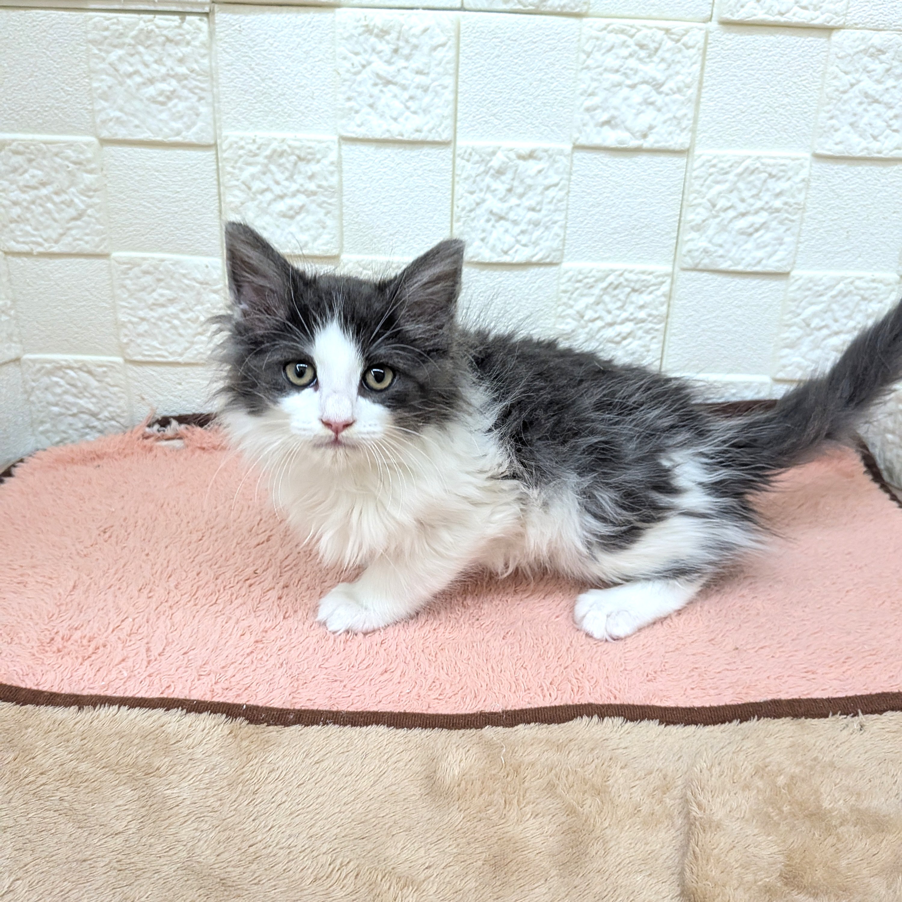 愛知県のノルウェージャンフォレストキャット (犬の家＆猫の里碧南店/2025年10月31日生まれ/男の子/ブルーマッカレルタビーホワイト)の子猫の4枚目の画像