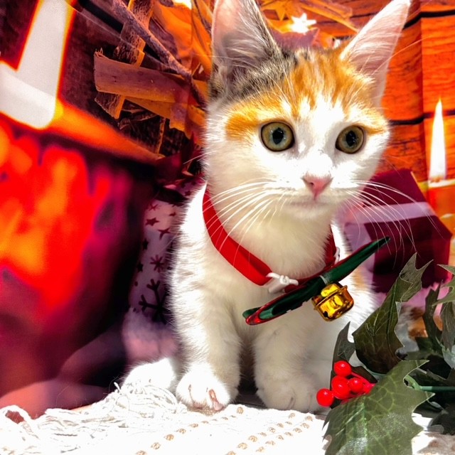 福岡県のマンチカン (犬の家＆猫の里トリアス久山店/2025年8月22日生まれ/女の子/キャリコ)の子猫の4枚目の画像