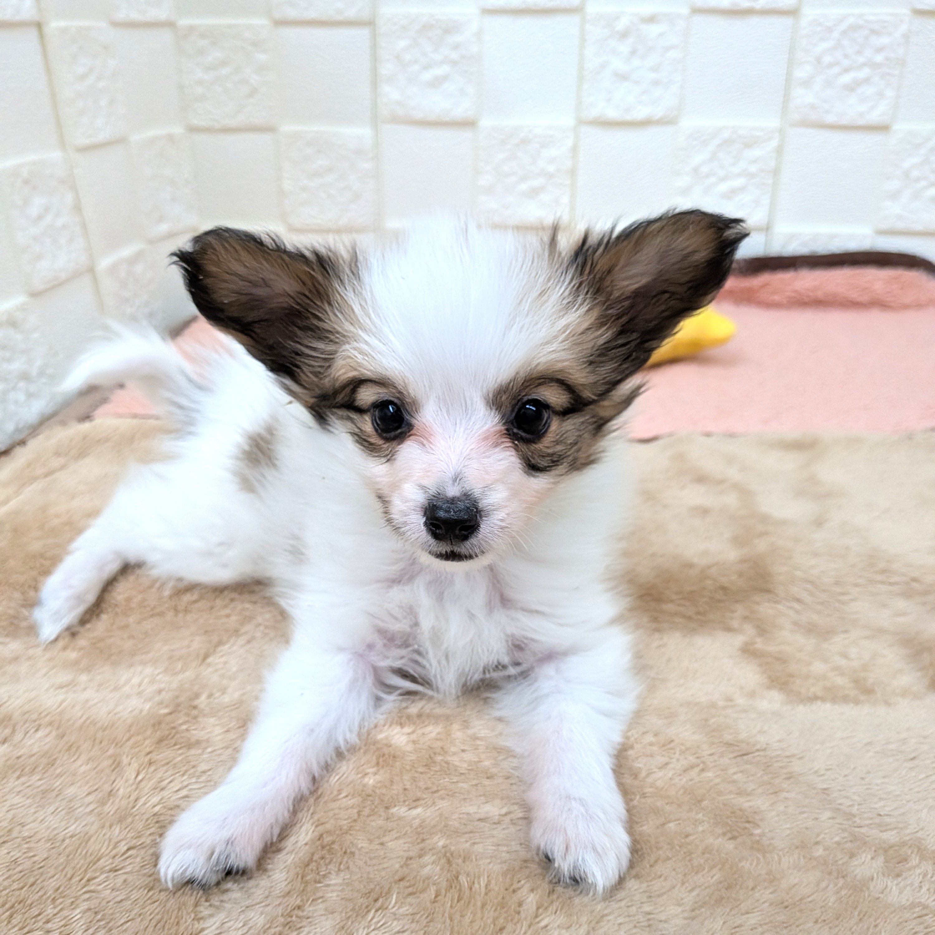 愛知県のパピヨン (犬の家＆猫の里碧南店/2025年11月1日生まれ/女の子/ホワイトブラウン)の子犬の4枚目の画像