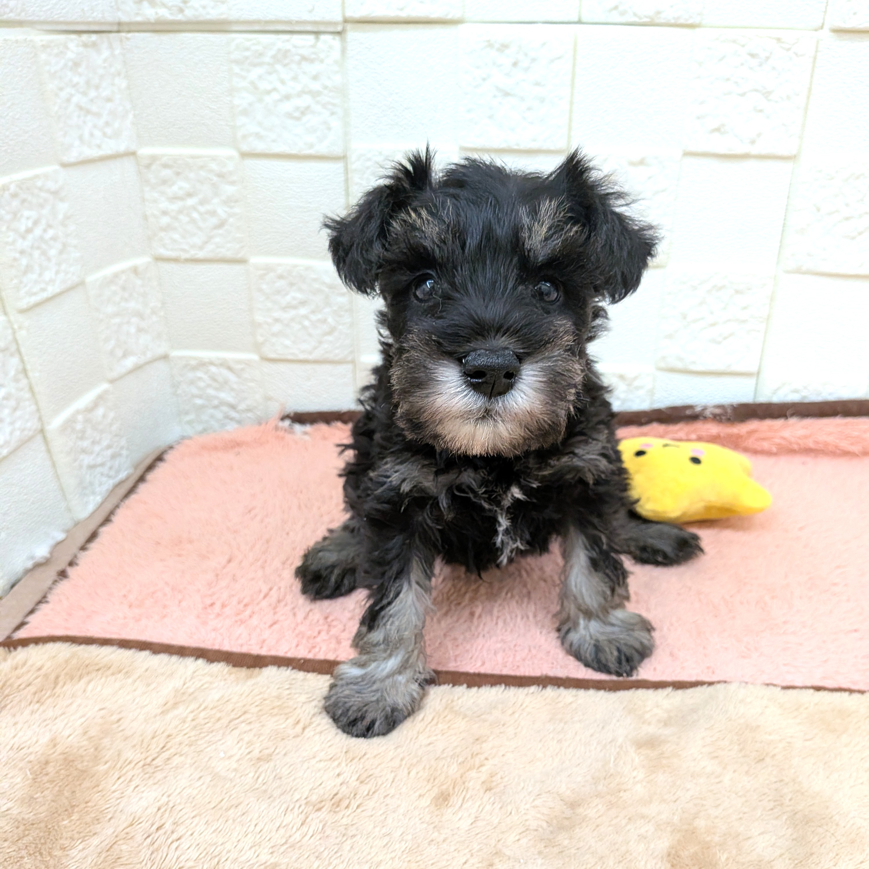 愛知県のミニチュアシュナウザー (犬の家＆猫の里碧南店/2025年11月2日生まれ/男の子/ブラックシルバー)の子犬の4枚目の画像