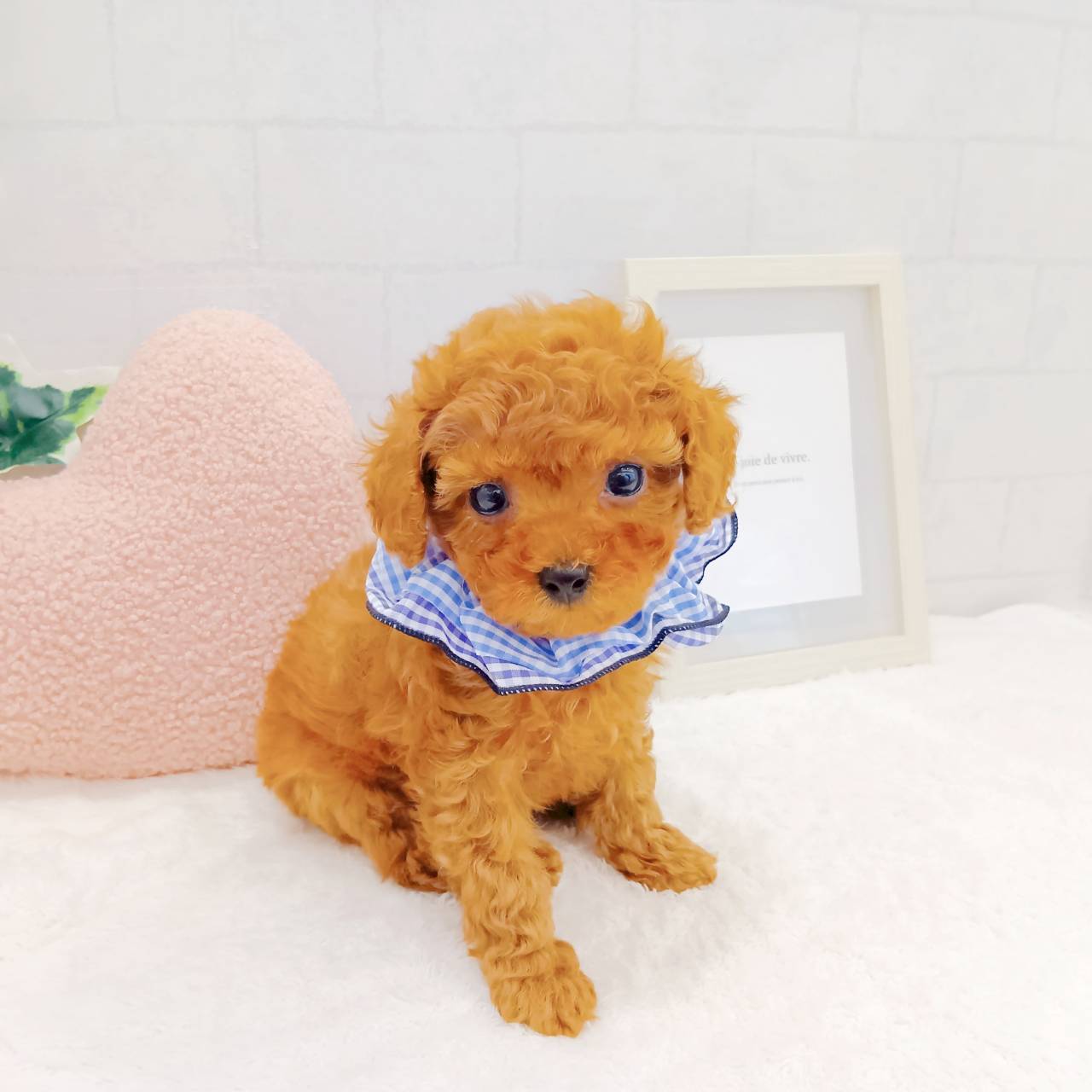 石川県のトイプードル(トイ) (犬の家＆猫の里金沢店/2025年12月13日生まれ/男の子/レッドフォーン)の子犬