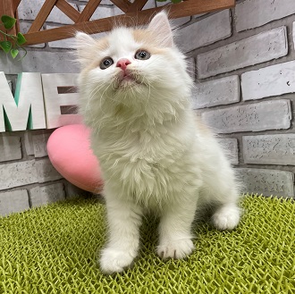 ペット画像4