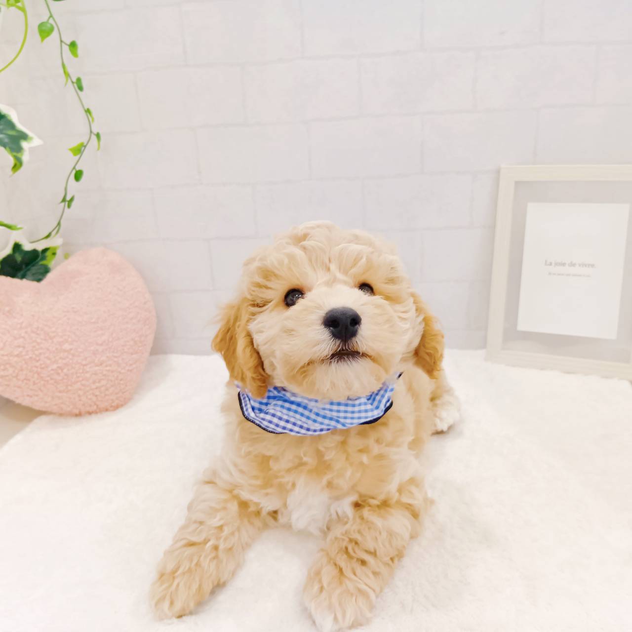 石川県のハーフ犬・ミックス犬 (犬の家＆猫の里金沢店/2025年12月14日生まれ/男の子/カフェオレ)の子犬の4枚目の画像