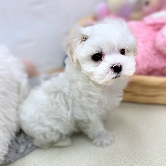 生体画像４