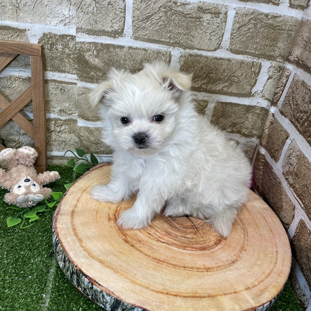 ハーフ犬の画像4