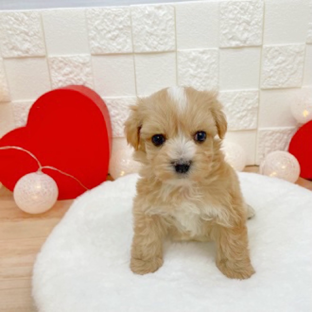 ハーフ犬の画像4