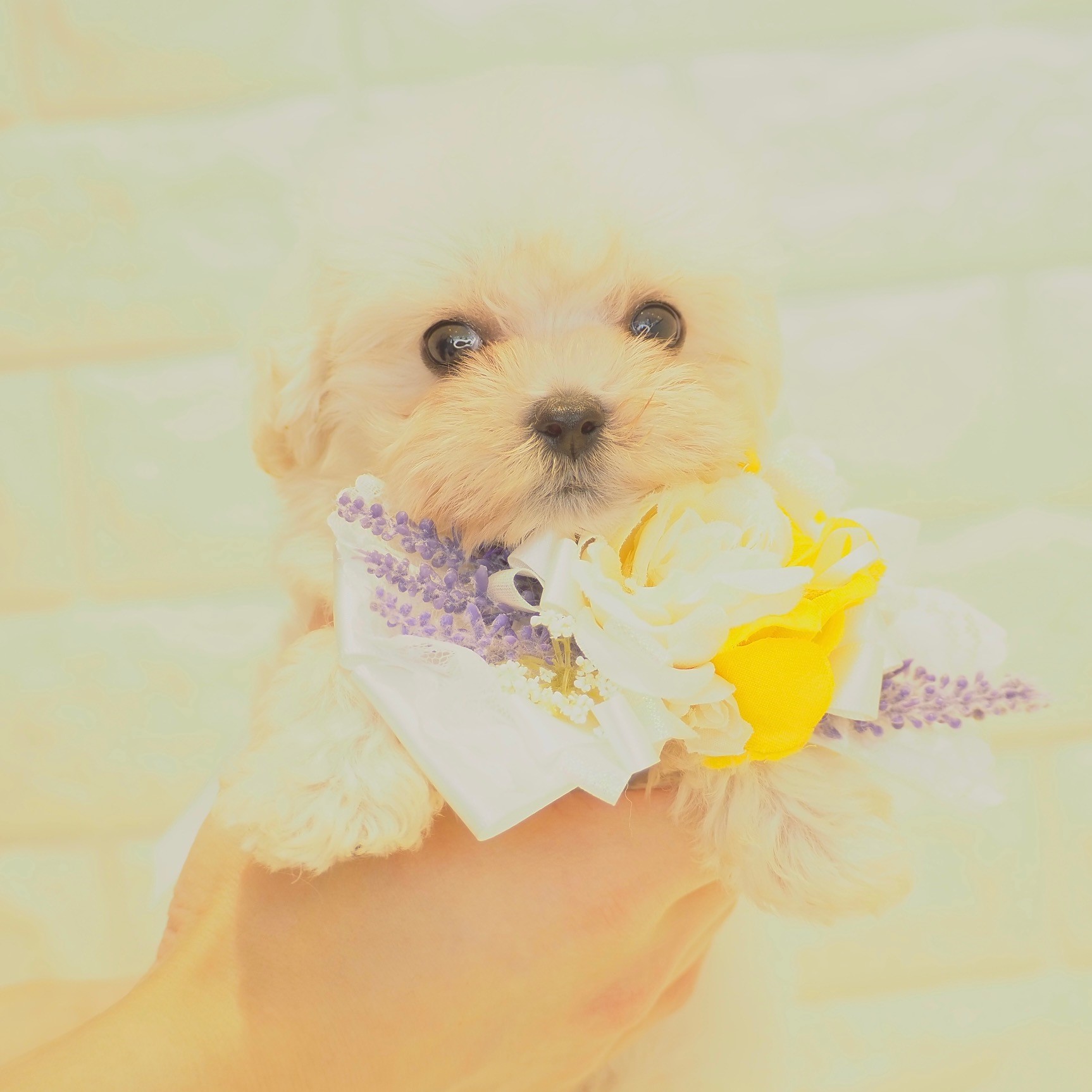 ハーフ犬の画像4