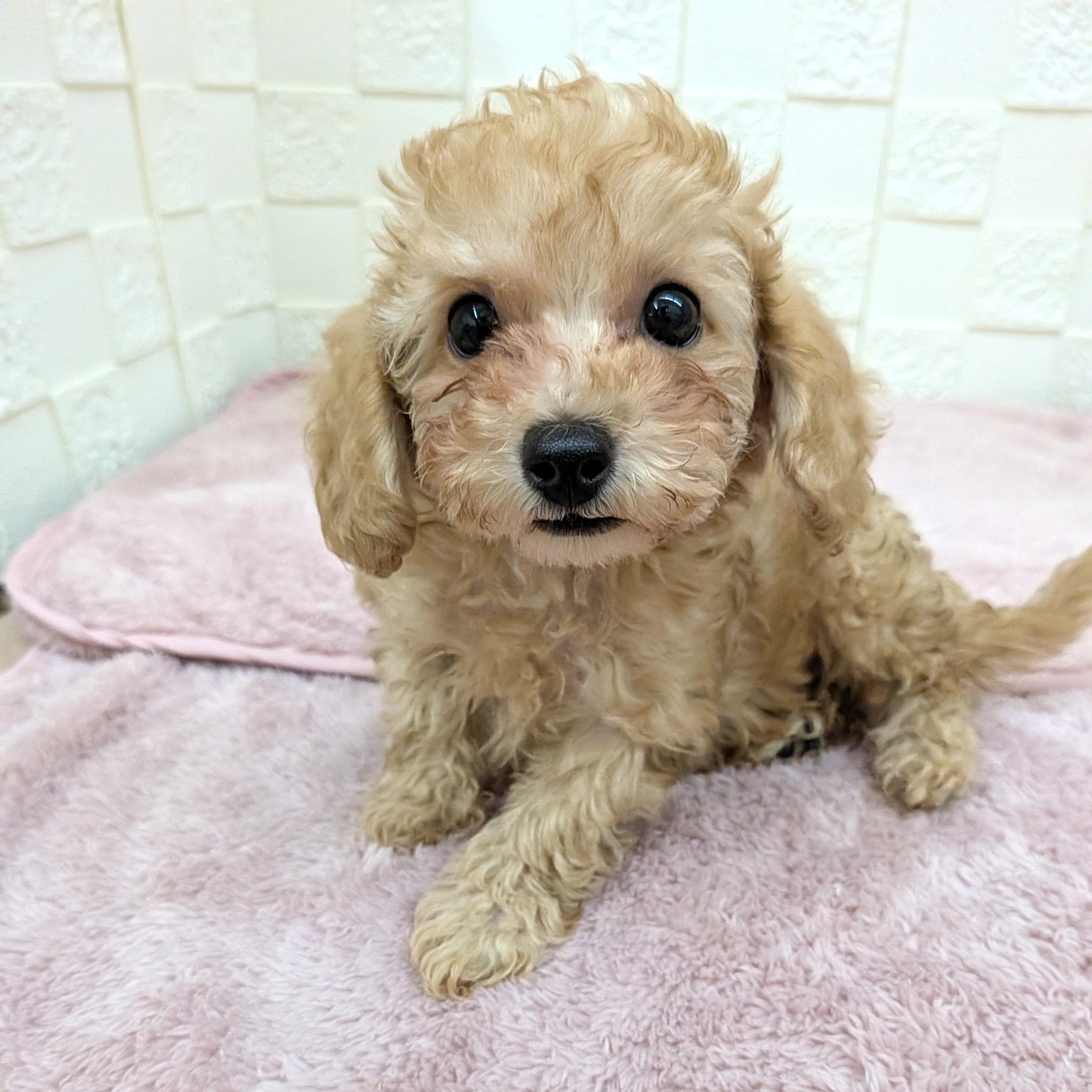 愛知県のトイプードル(トイ) (犬の家＆猫の里碧南店/2025年11月20日生まれ/男の子/オレンジフォーン)の子犬の4枚目の画像