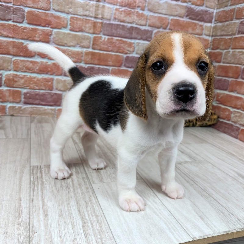 スヌーピーカラーも ビーグルの毛色を紹介します ペットショップ 犬の家 猫の里 子犬だけでなく子猫の情報もたくさん