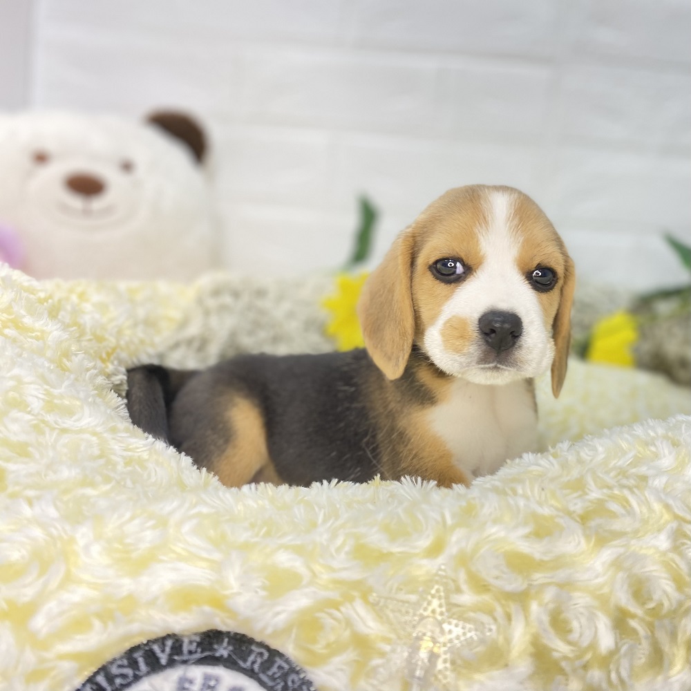 ビーグルの子犬一覧 ペットショップ 犬の家 猫の里 子犬だけでなく子猫の情報もたくさん