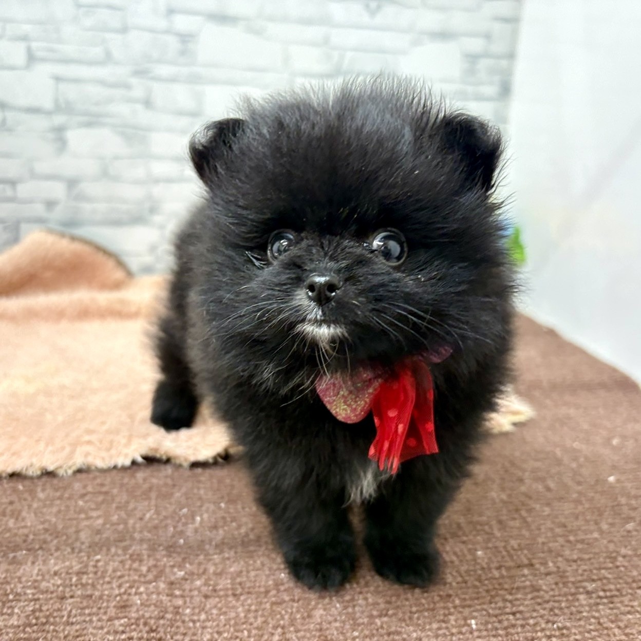長野県のポメラニアン (犬の家＆猫の里長野店/2026年6月29日生まれ/女の子/ブラック)の子犬の4枚目の画像