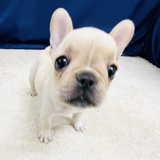 愛知県のフレンチブルドッグ (犬の家＆猫の里一宮店/2026年1月27日生まれ/女の子/クリーム)の子犬の4枚目の画像