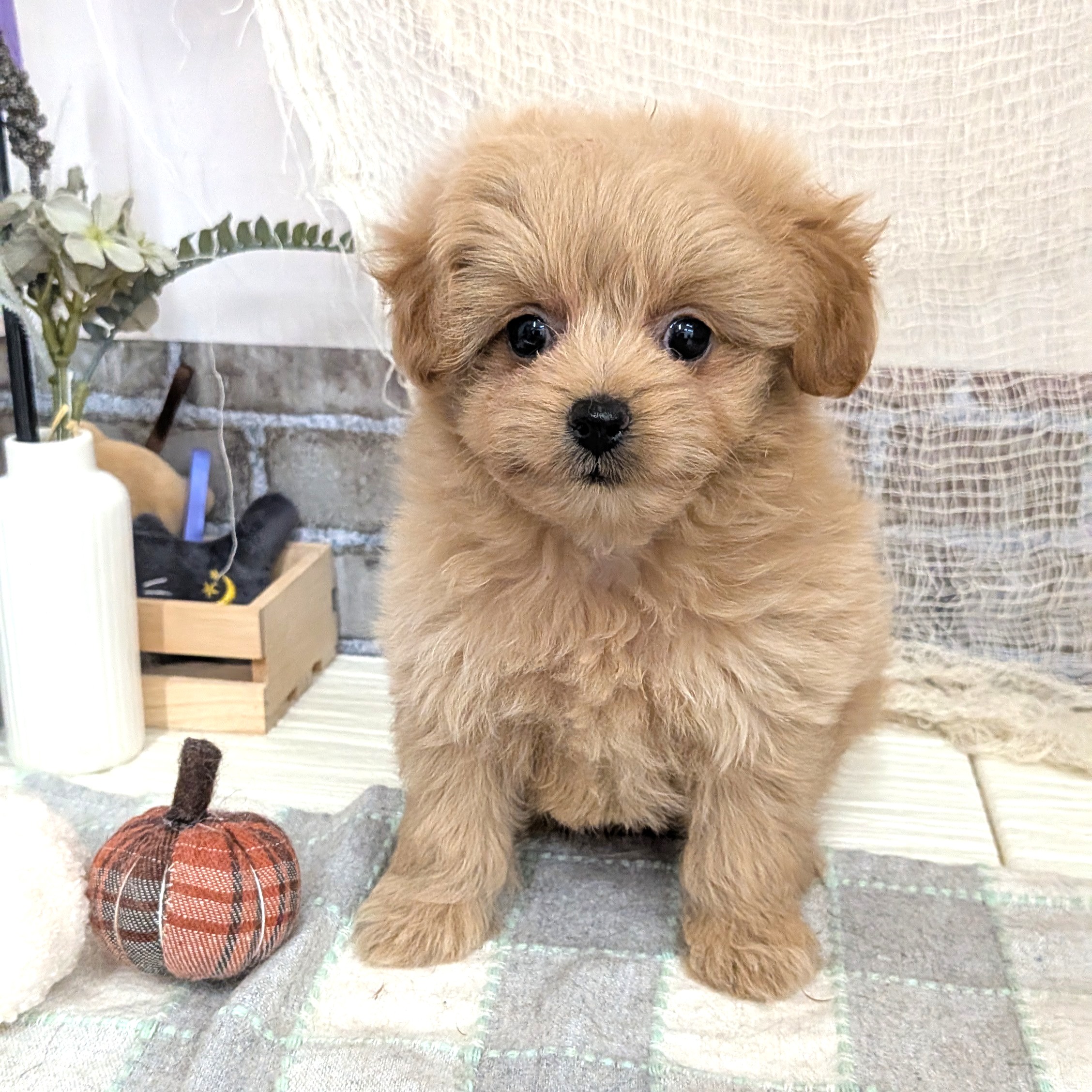 愛知県のポメプー(ポメラニアン×プードル) (犬の家＆猫の里碧南店/2025年8月15日生まれ/女の子/クリーム)の子犬の1枚目の画像