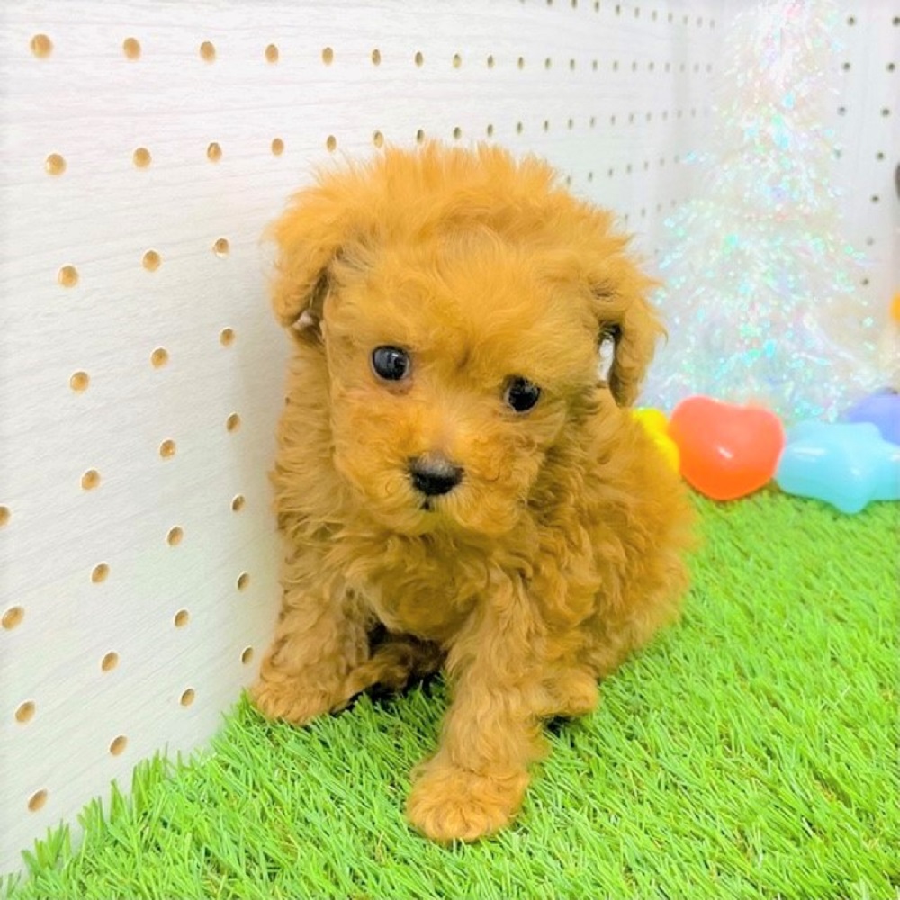 生体画像4