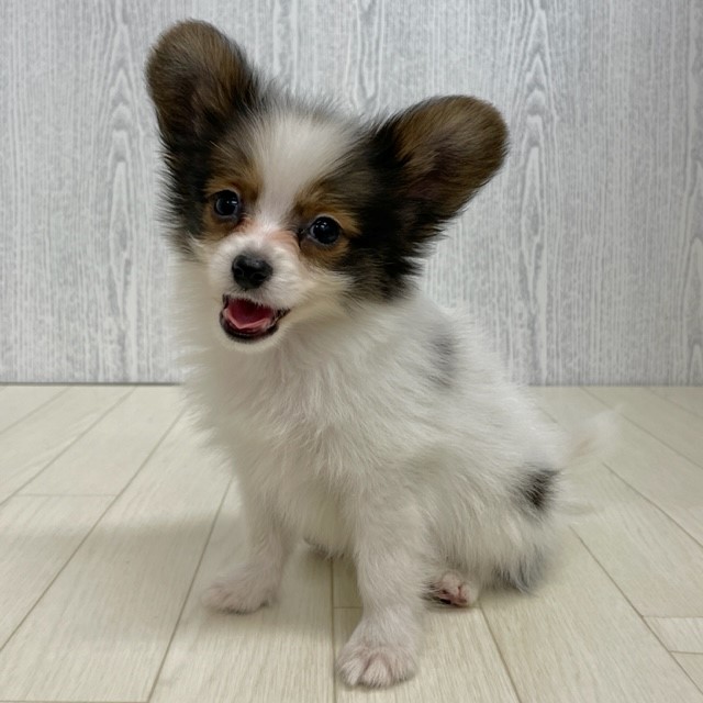 パピヨン男の子の写真