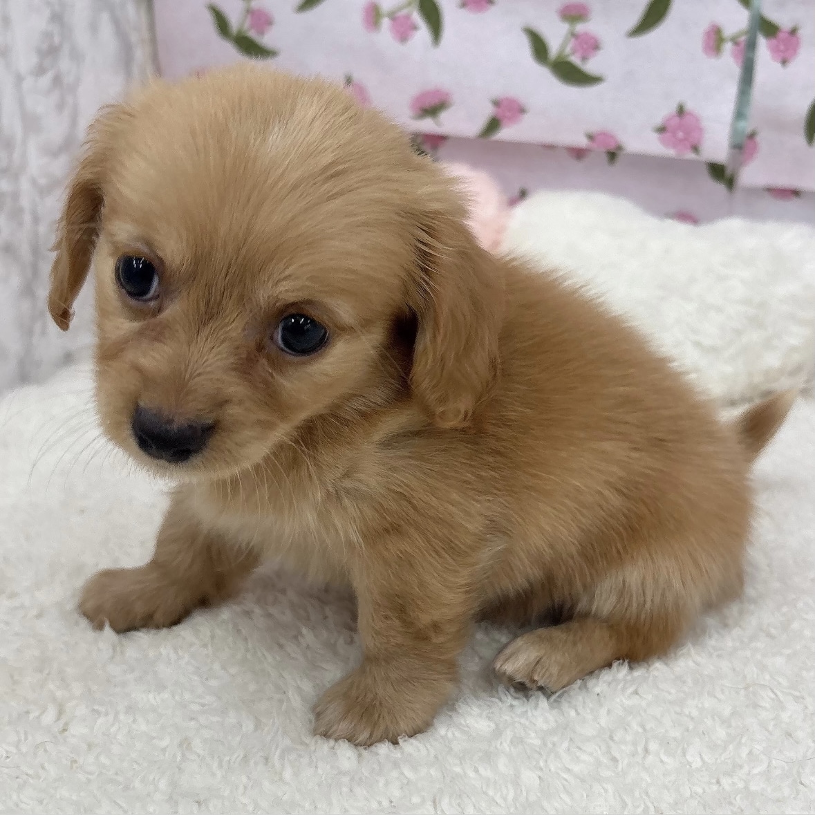 愛知県のチワックス(チワワ×ダックス) (犬の家＆猫の里エアポートウォーク店/2026年8月1日生まれ/男の子/ゴールド)の子犬の4枚目の画像