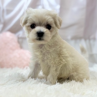 兵庫県のマルプー(マルチーズ×プードル) (犬の家＆猫の里カナート西神戸店/2025年11月21日生まれ/女の子/クリーム)の子犬の4枚目の画像