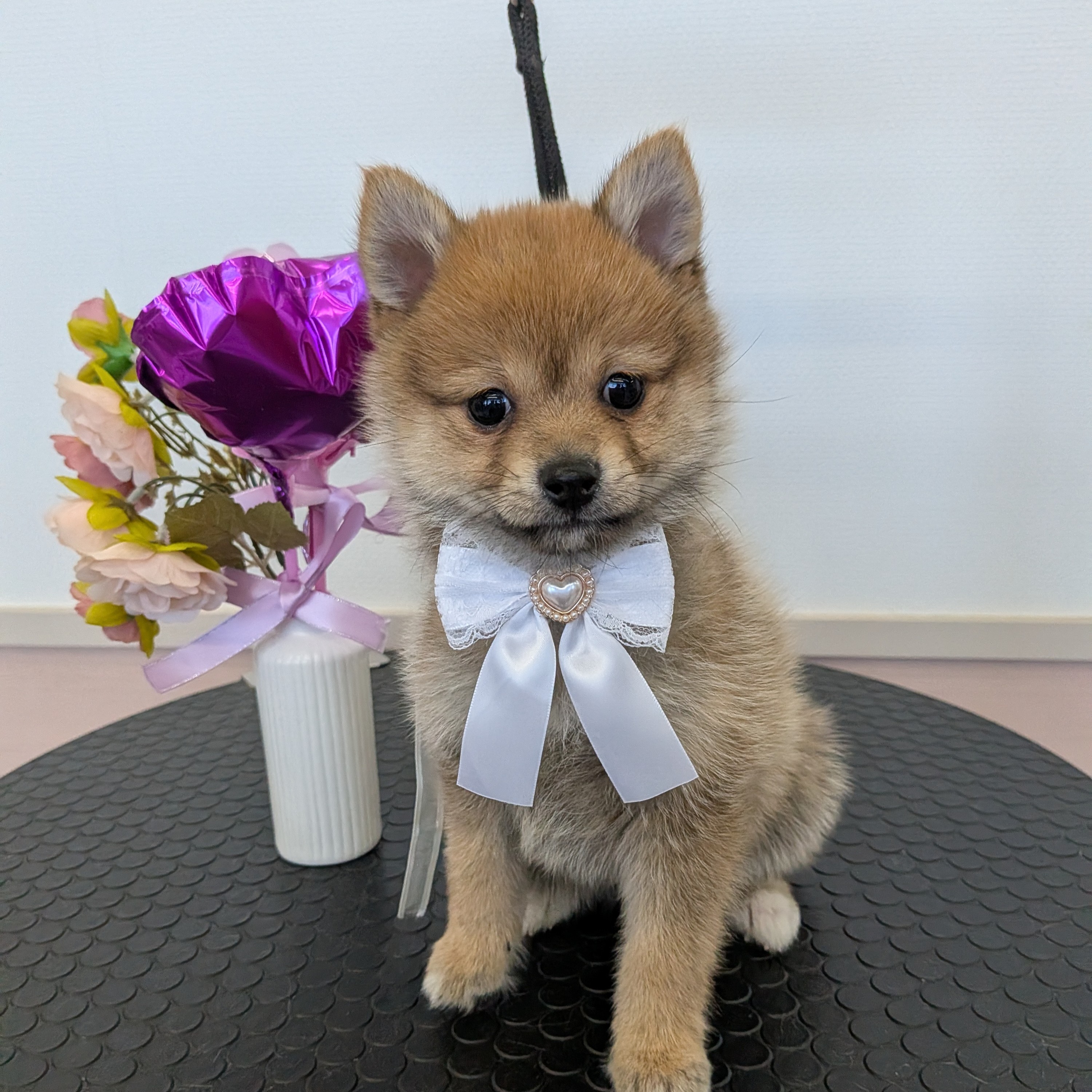 愛知県のポメ柴/豆ポメ/ポメ豆柴(ポメラニアン×柴犬) (犬の家＆猫の里碧南店/2025年11月21日生まれ/女の子/赤)の子犬の4枚目の画像