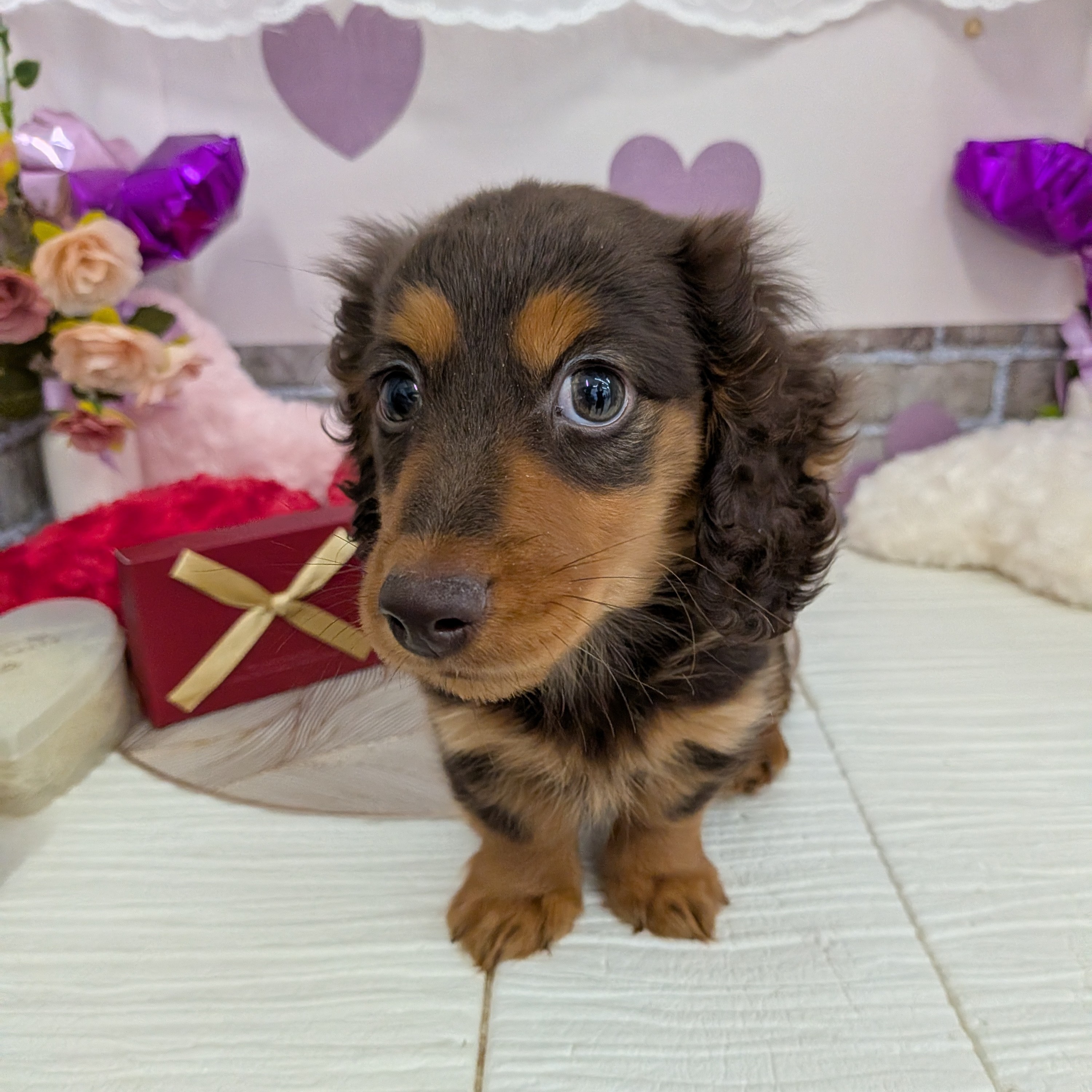 愛知県のミニチュアダックスフンド(ロング) (犬の家＆猫の里碧南店/2025年11月14日生まれ/男の子/チョコレートタン)の子犬の4枚目の画像