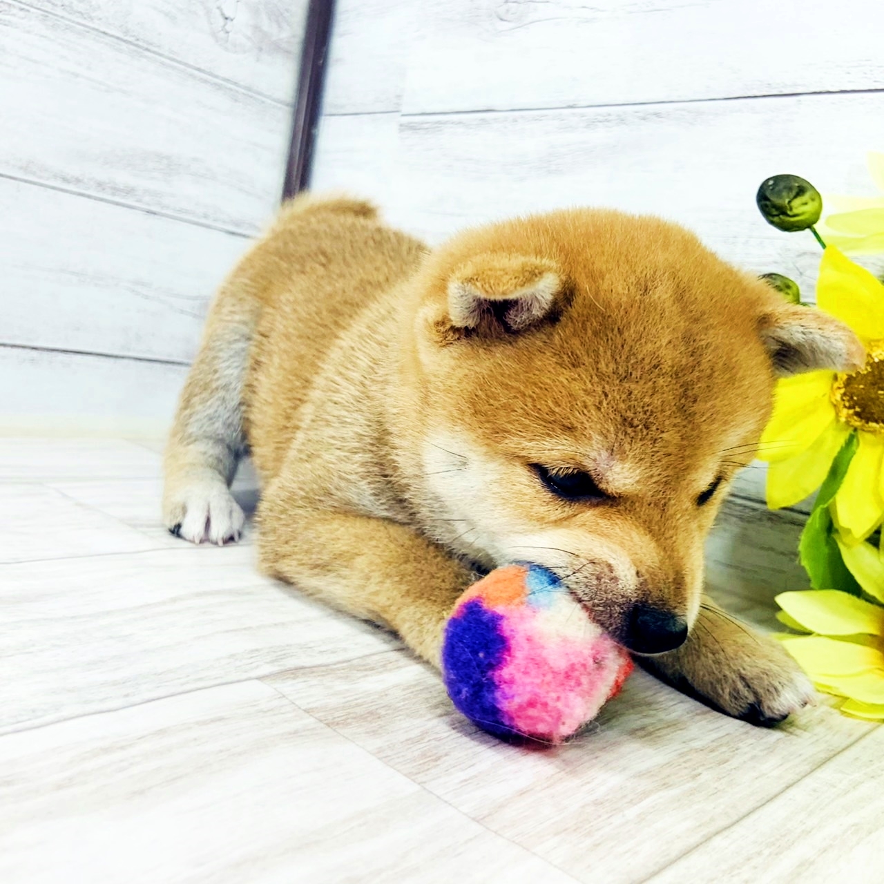 生体画像4
