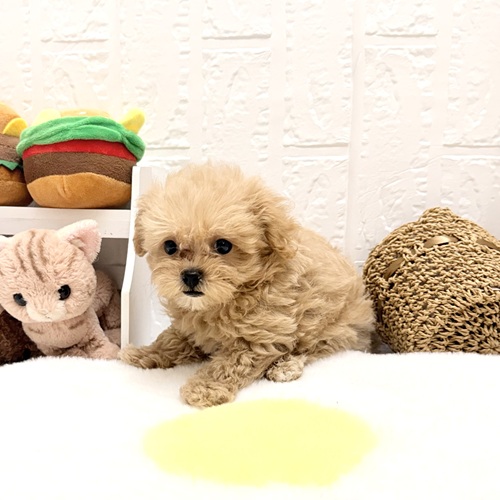 愛知県のマルプー(マルチーズ×プードル) (犬の家＆猫の里豊川インター店/2026年7月2日生まれ/男の子/アプリコット)の子犬の4枚目の画像