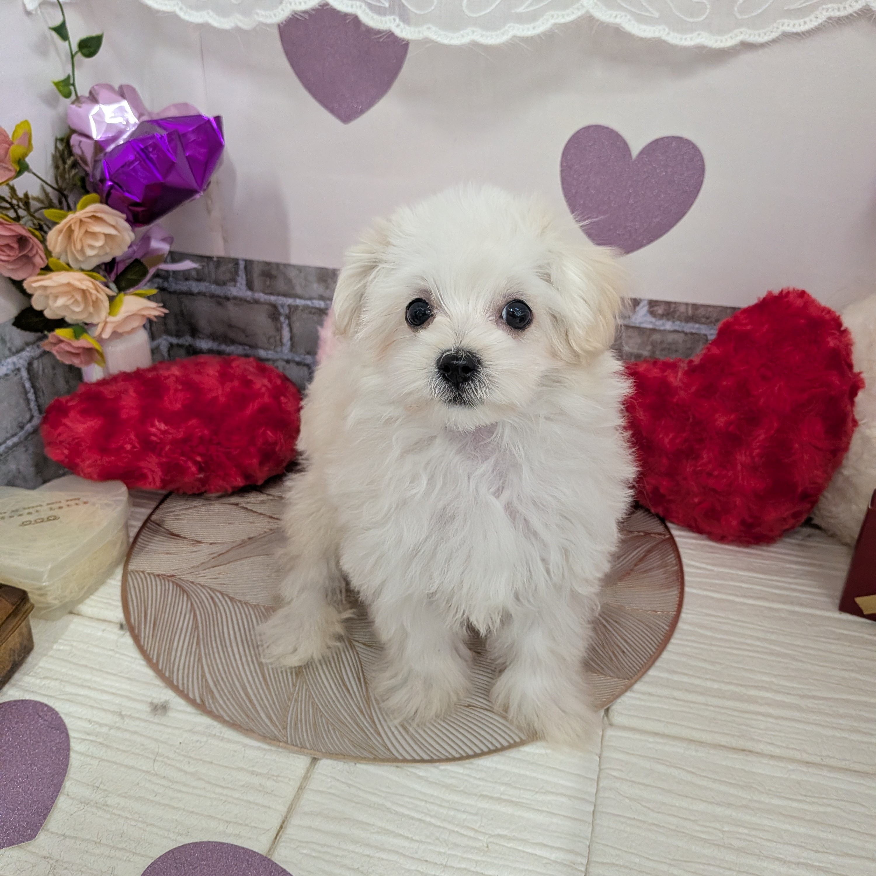愛知県のマルプー(マルチーズ×プードル) (犬の家＆猫の里碧南店/2025年11月10日生まれ/男の子/クリーム)の子犬の4枚目の画像