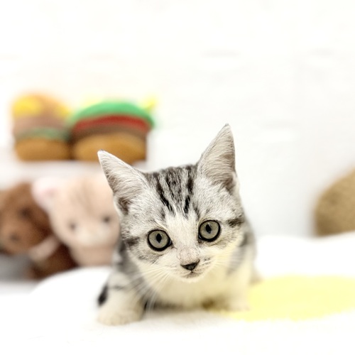 愛知県のアメリカンショートヘアー (犬の家＆猫の里豊川インター店/2026年6月28日生まれ/女の子/シルバータビーホワイト)の子猫の1枚目の画像