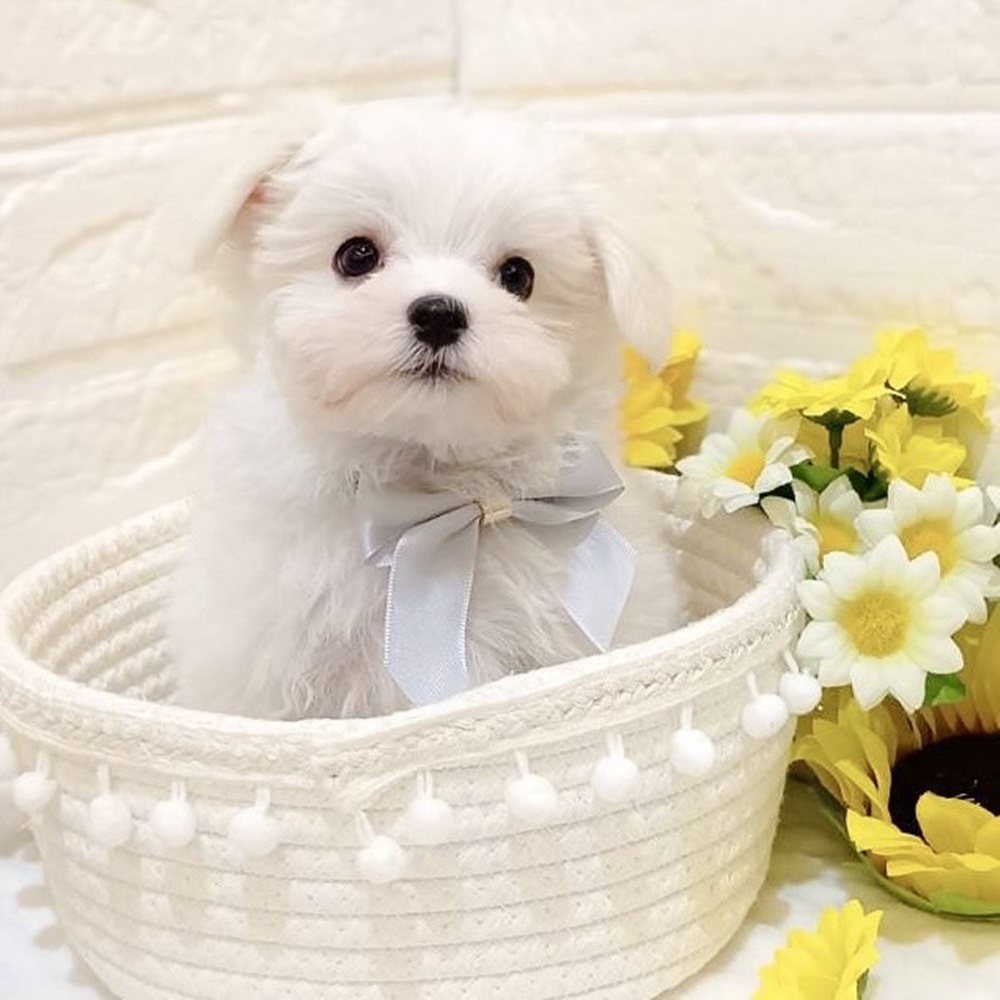 静岡県のマルチーズ (犬の家＆猫の里富士店/2025年6月9日生まれ/男の子/ホワイト)の子犬の4枚目の画像