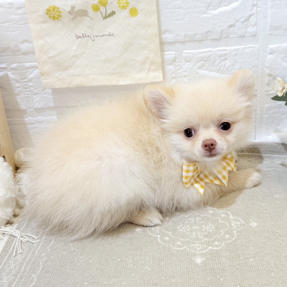 静岡県のポメチワ/チワポメ/ポメチー(ポメラニアン×チワワ) (犬の家＆猫の里富士店/2025年7月3日生まれ/女の子/クリーム)の子犬の4枚目の画像