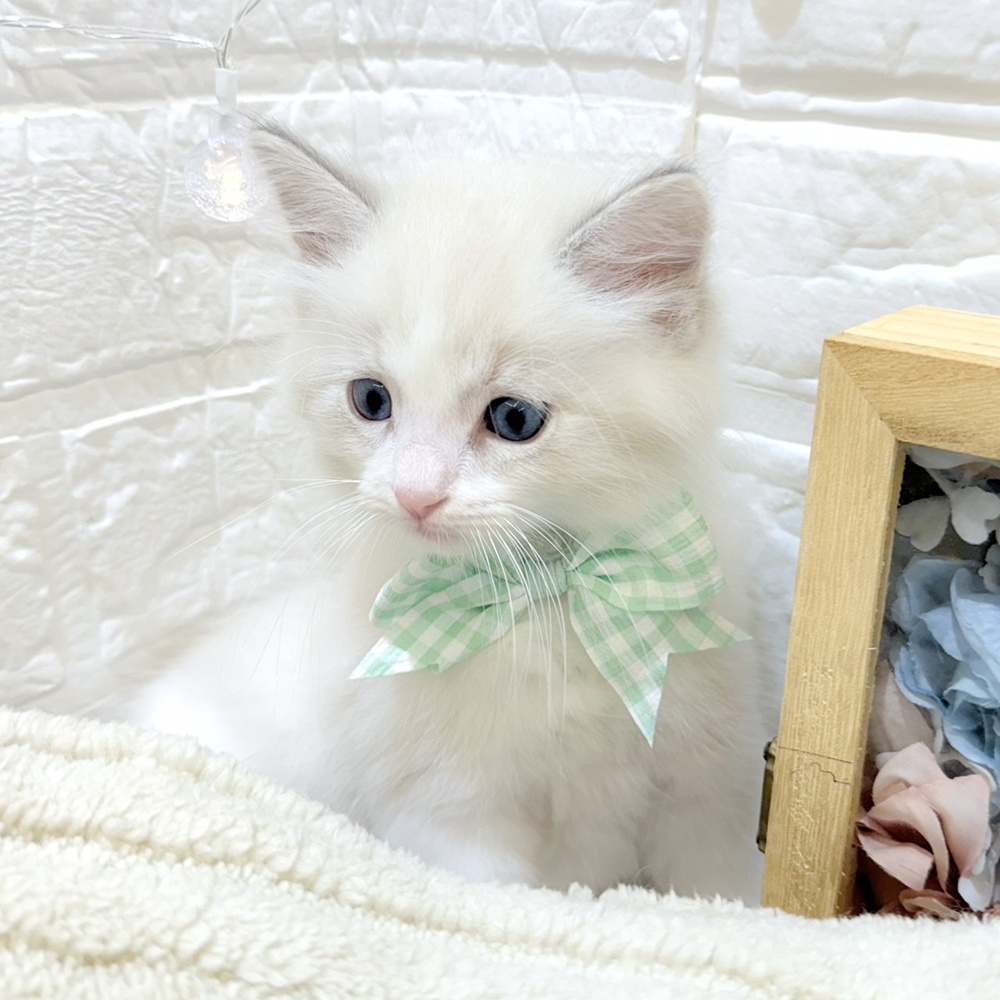 静岡県のラグドール (犬の家＆猫の里富士店/2025年7月8日生まれ/男の子/ブルーポイントバイカラー)の子猫の4枚目の画像