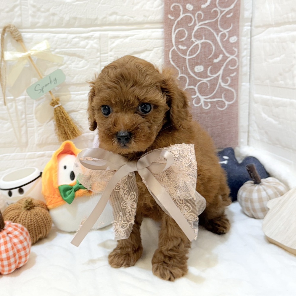 静岡県のトイプードル(トイ) (犬の家＆猫の里富士店/2025年8月8日生まれ/女の子/レッド)の子犬の4枚目の画像