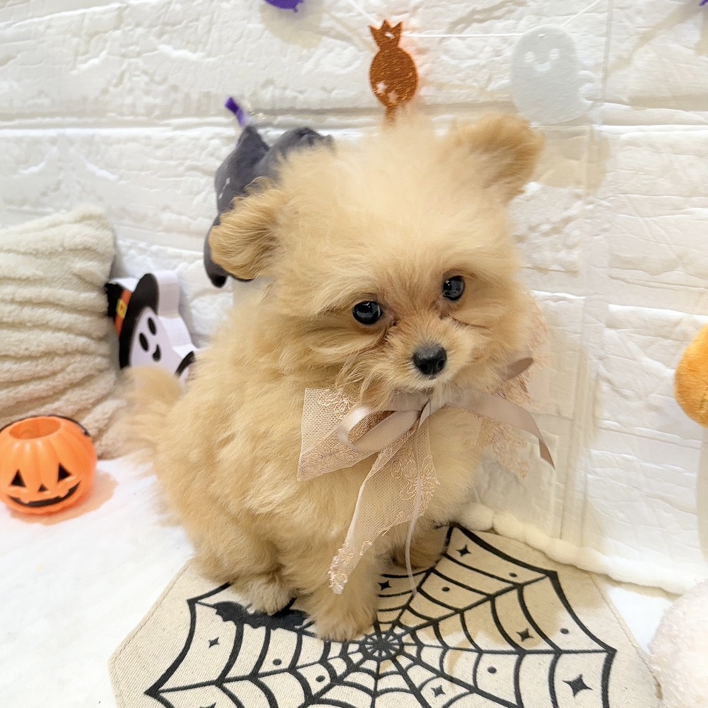 静岡県のポメプー(ポメラニアン×プードル) (犬の家＆猫の里富士店/2025年8月10日生まれ/女の子/クリーム)の子犬の4枚目の画像