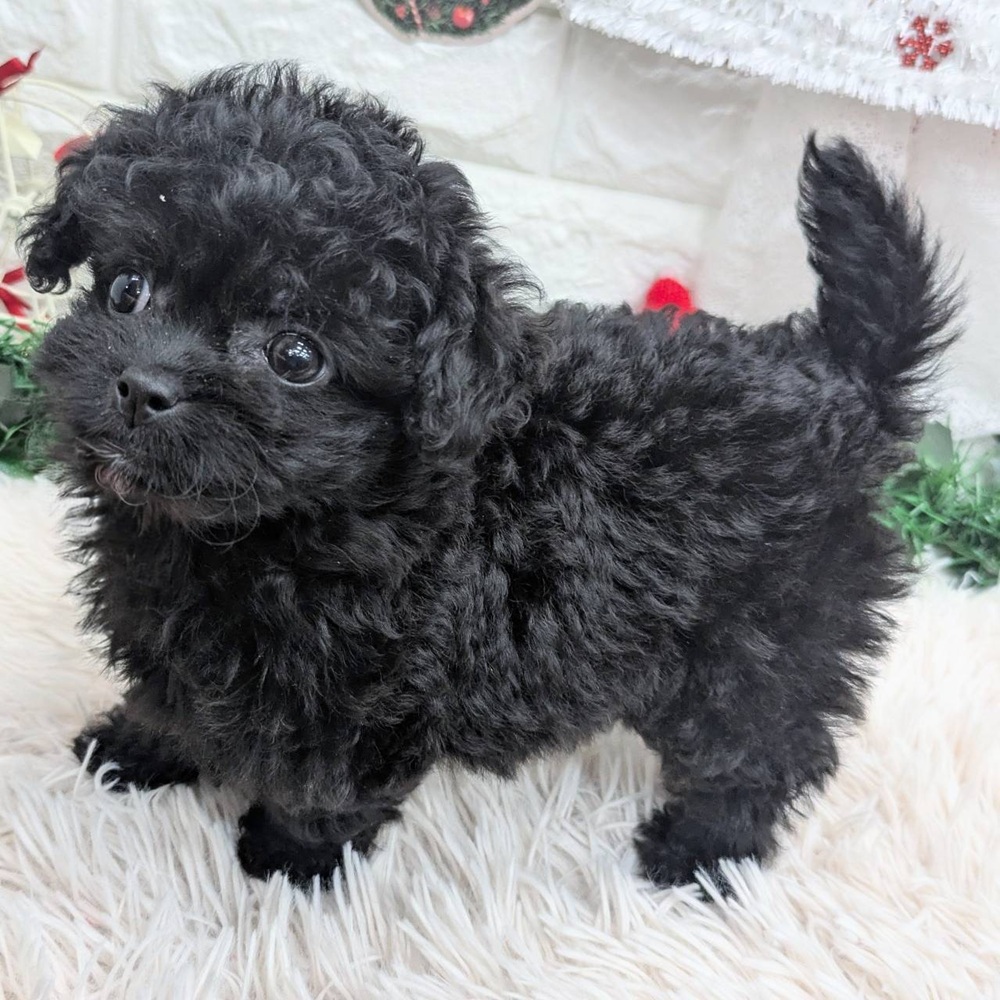 愛知県のチワプー/プーチー(チワワ×プードル) (犬の家＆猫の里MEGAドン・キホーテ東海名和店/2025年10月13日生まれ/女の子/ブラック)の子犬の4枚目の画像