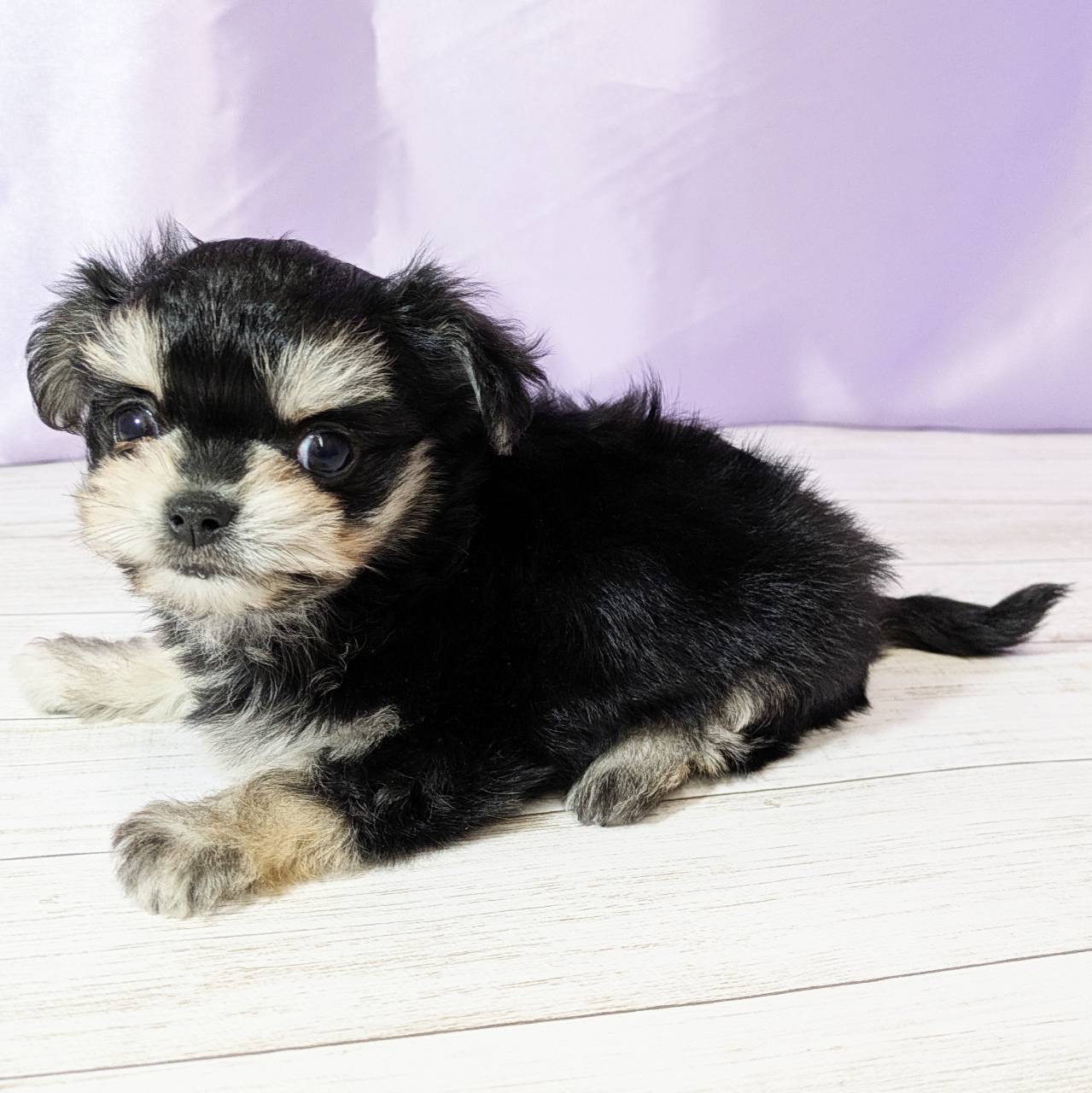 兵庫県のチワマル/マルチワ(チワワ×マルチーズ) (犬の家＆猫の里尼崎店/2025年10月13日生まれ/男の子/ブラッククリーム)の子犬の4枚目の画像