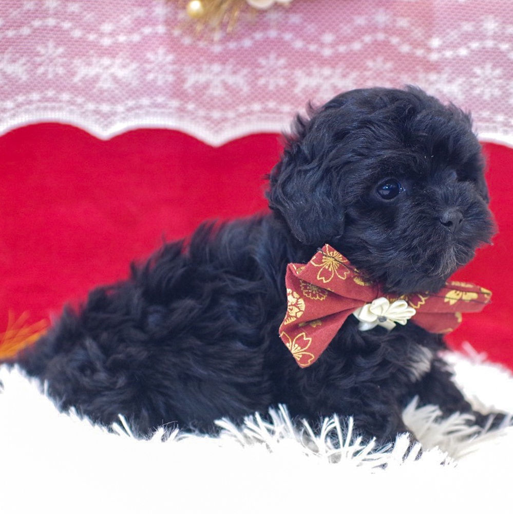 静岡県のプーズー/プーシーズ(プードル×シーズー) (犬の家＆猫の里富士店/2025年11月24日生まれ/女の子/ブラック)の子犬の4枚目の画像