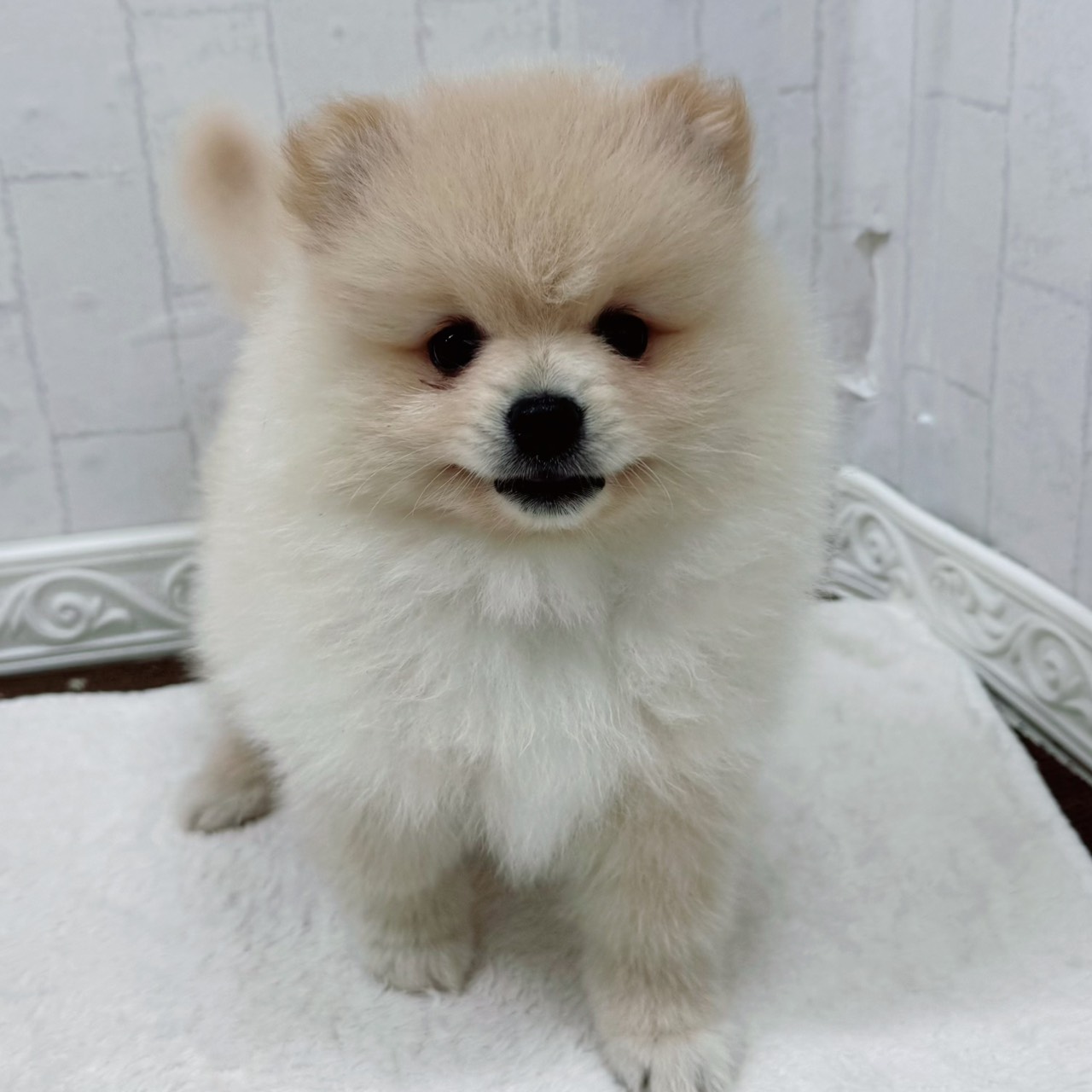 石川県のポメラニアン (犬の家＆猫の里アミーゴ金沢有松店/2026年3月13日生まれ/男の子/クリーム)の子犬の4枚目の画像